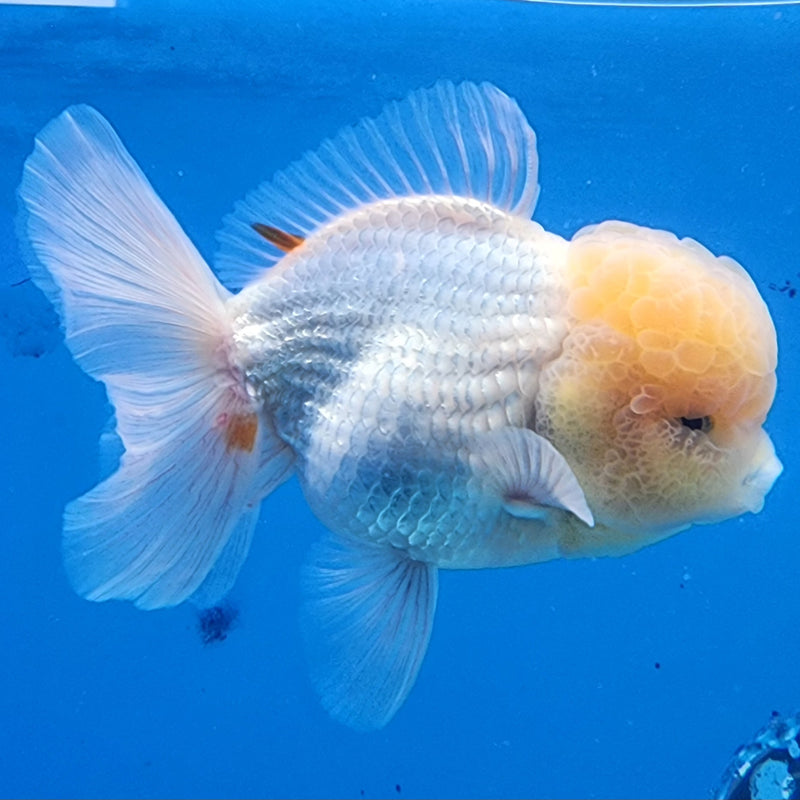 Thai Oranda Lemon Head Full White 3.5” Body Male(CK-1437)BLUETUB2
