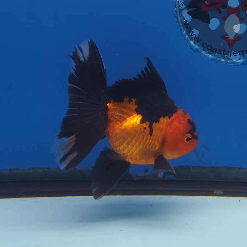 Thai Oranda Apache 3” Male (FEB-260)R3A04