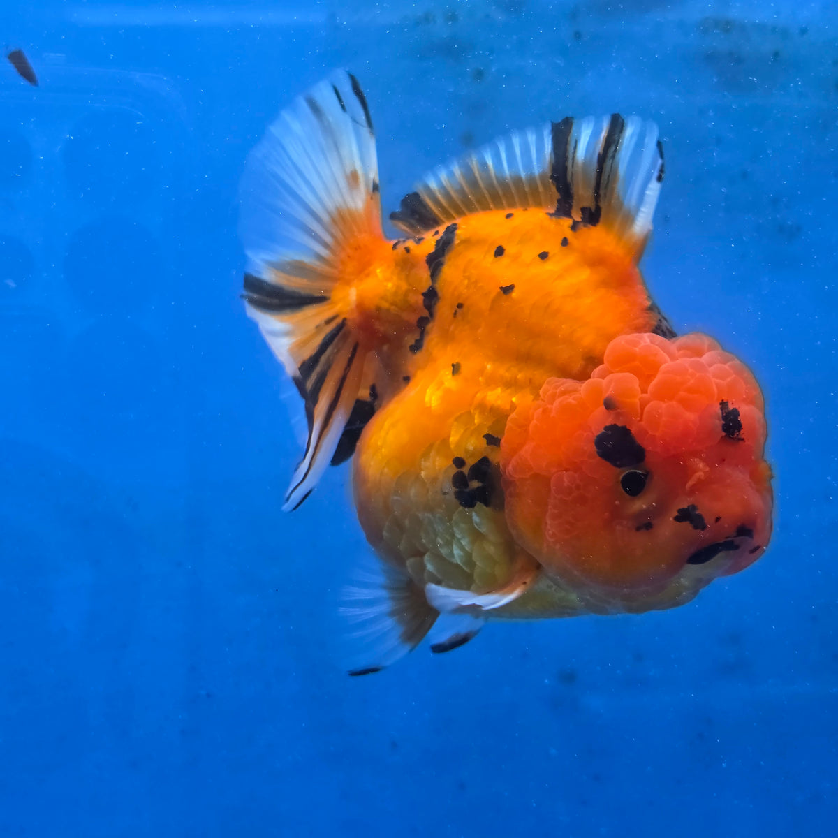Thai Oranda Red Tiger Sakura Godzilla 5 inch Orchid Tail Body Female (G-FEB-107)BlueTubB