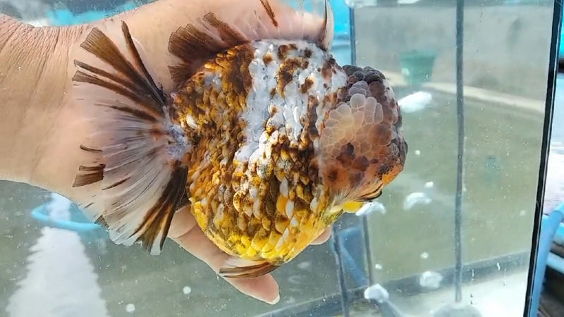 Thai Jumbo Calico Orchid Tail Oranda by NK THAILAND 5.00 inch Body (NKT-JO2039)