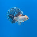 Thai Oranda Tri-Color 2.5” Female(FEB-681)R3B01