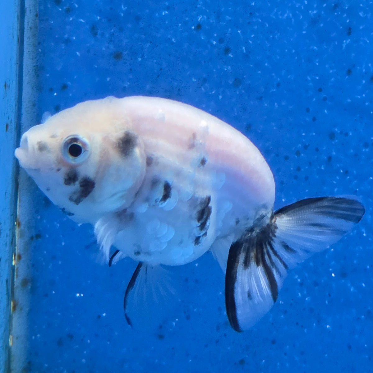 Thai Ranchu White Tiger 2.00" Body Female (FEB-870)R2B02