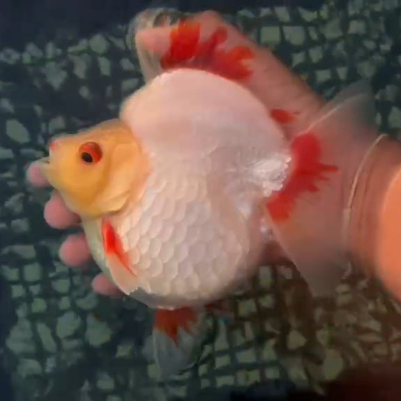 Thai Premium Jumbo Red/White Ryukin 4.50 inch Body (QGF-JO1049)