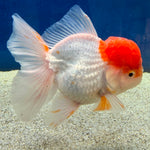 Thai Oranda Red Cap White Female 3.5in (FEB-506)R2B18