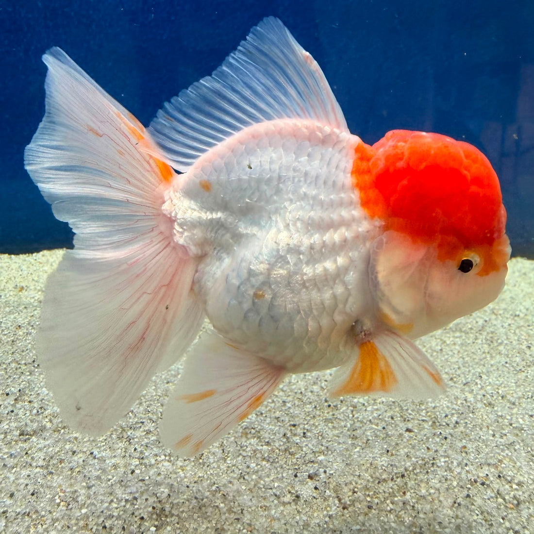Thai Oranda Red Cap White Female 3.5in (FEB-506)R2B18