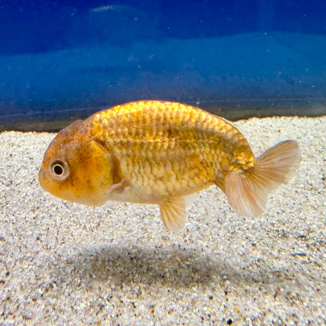 Thai Ranchu Gold Calico Body 3in Female (FEB-495)R3B10