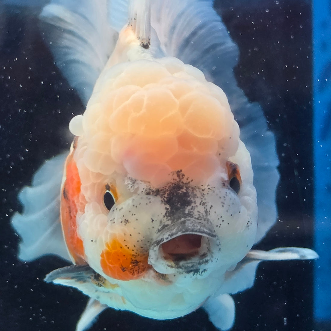 Thai Oranda Lemon Head Calico Shogun Farm 3.5" Body male 8mths(FEB-578A)R3B02