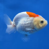 Thai Ranchu Red and White 2.50" Body Female (FEB-775)R3B23