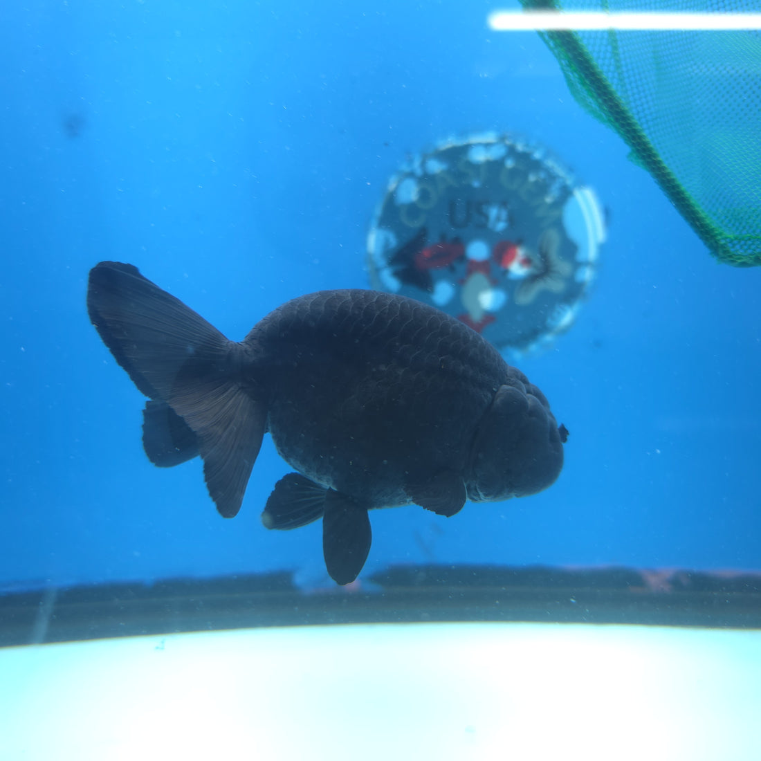 Thai Ranchu Super Black 3.5” Female(FEB-665)R3B04