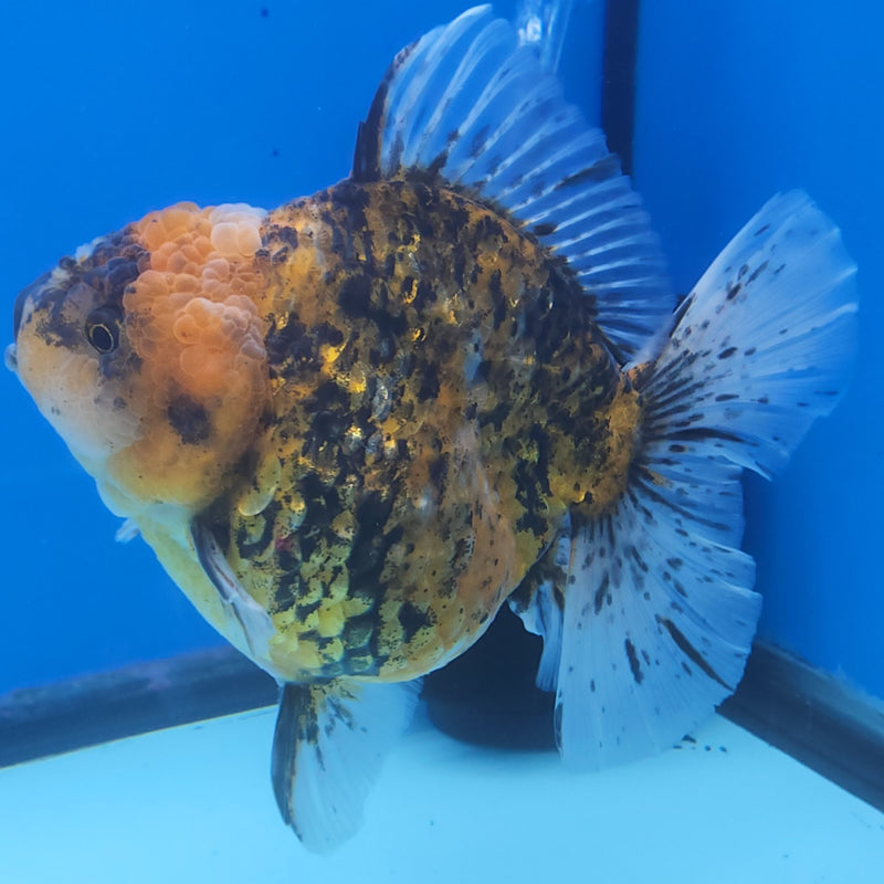 Thai Jumbo Red Calico Orchid Tail Oranda by NK THAILAND 5.00 inch Body (NKT-FEB-374)
