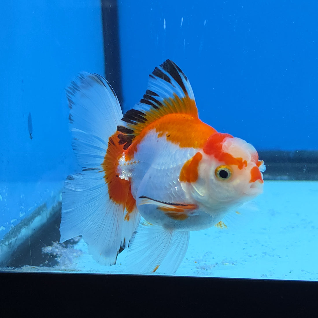 Thai Oranda Tri Color 2.8 in Body Female (FEB-530)R3A06
