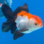Thai Oranda Tri-Color Sakura 2.5” Male(FEB-634)R3B15