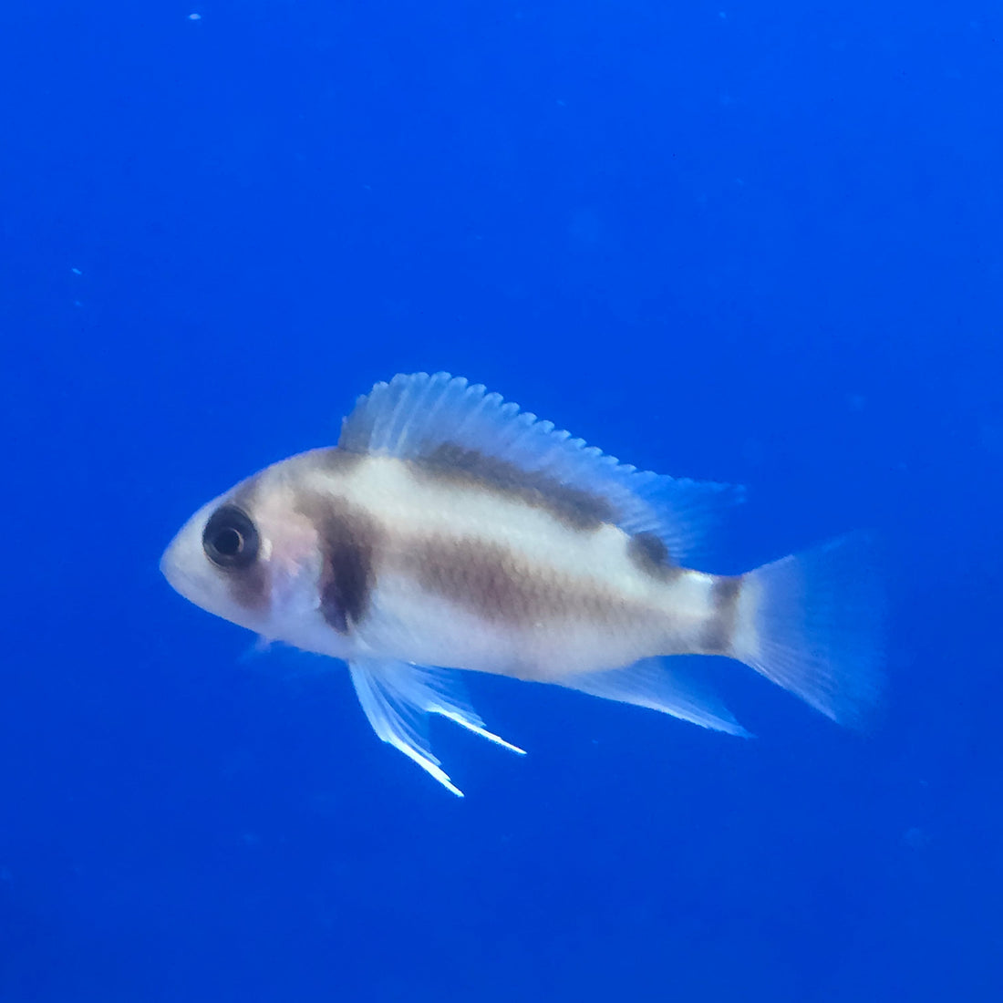 Black Widow Frontosa Cichlid 1.00-2.00 inch