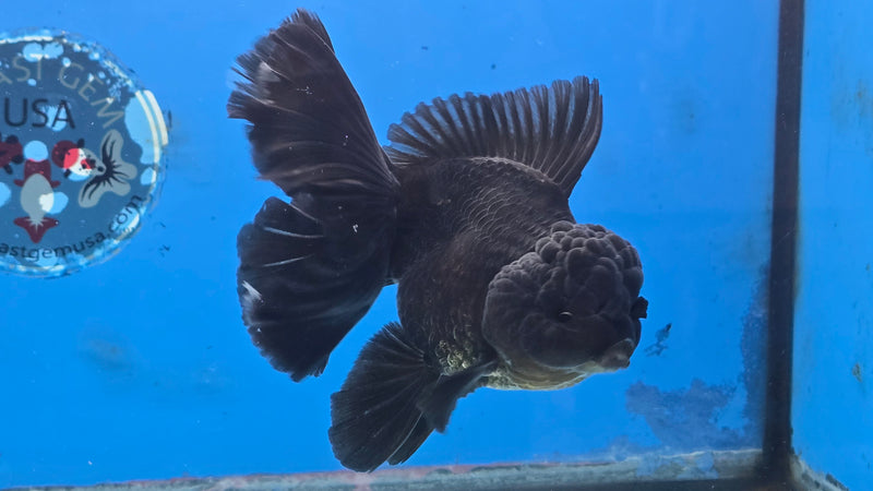 Thai Black Oranda Super Orchid Tail 3.50 inch Body Male Medium Breed (NNN-3025)R3A16