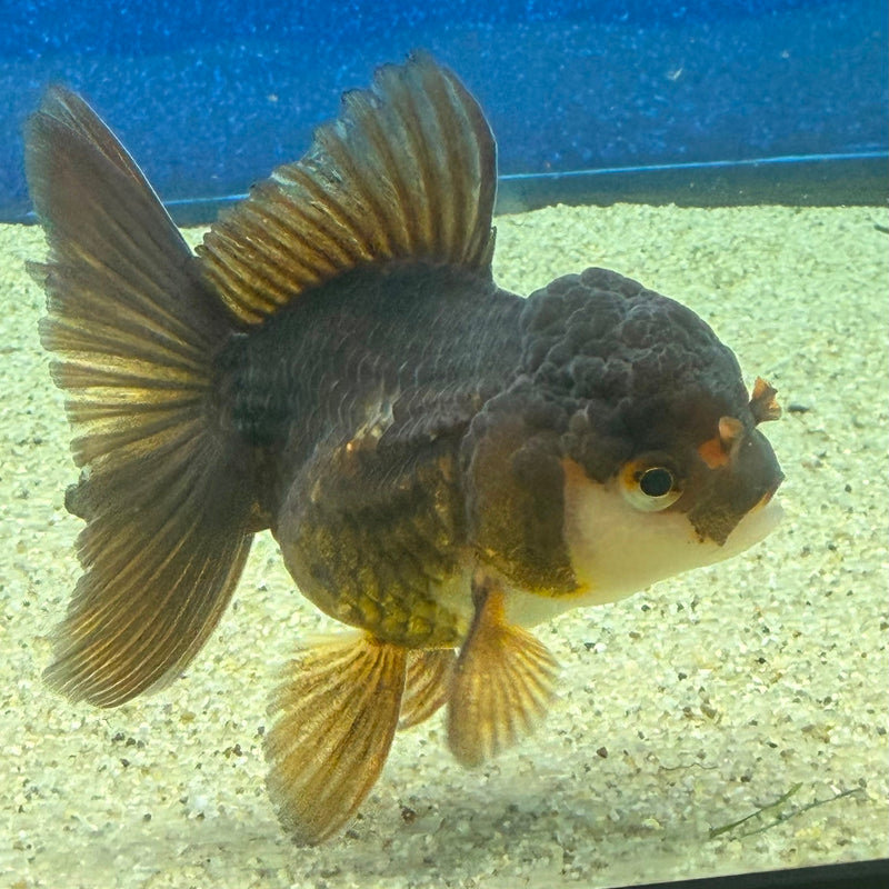 Thai Oranda Panda 2.5in Female (FEB-474)R3A13