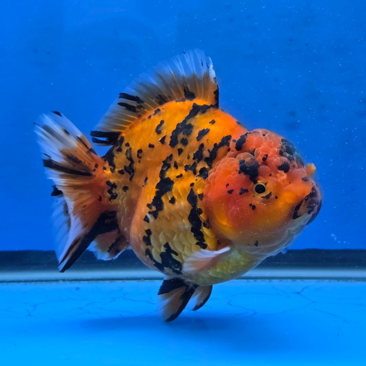 Thai Oranda Red Tiger Sakura Godzilla 5.5 inch Orchid Tail Body Female (G-FEB-105)BlueTubB