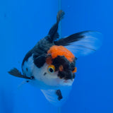 Thai Oranda Panda 3.00" Body Female (FEB-769)R2B07