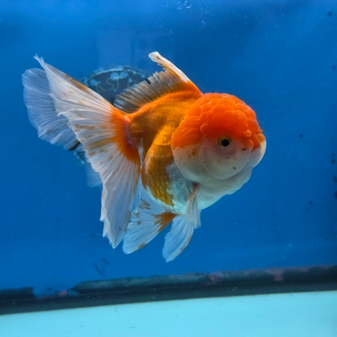Thai Oranda Red and White 4.5" Body Female 9mths(FEB-572)R3A01