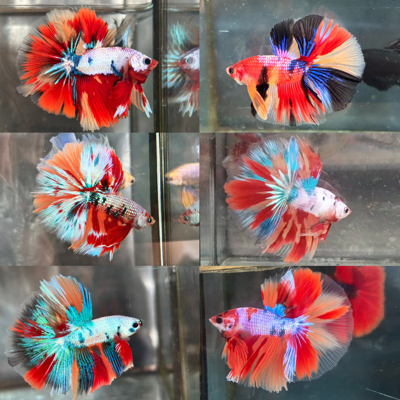 CANDY KOI HALFMOON (CBM-1122)