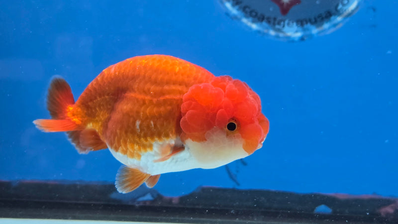 Thai Red/White Lionchu Ranchu 3.00 inch Body Male (NNN-2088)R4C08