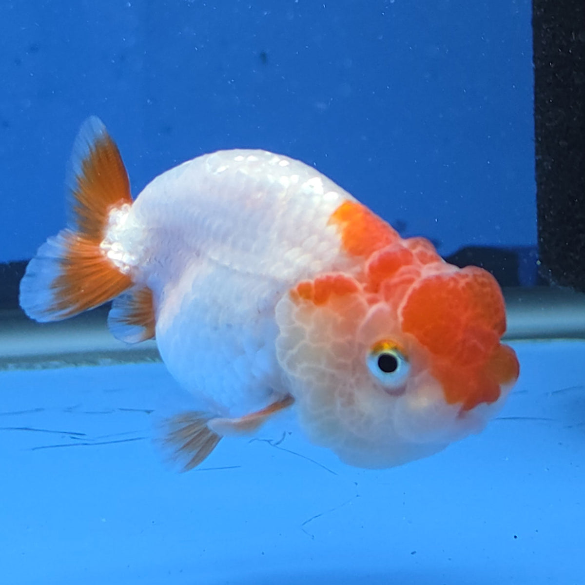 Thai Ranchu Red and White 2.50 inch Body Female (G-FEB-101)R2B11