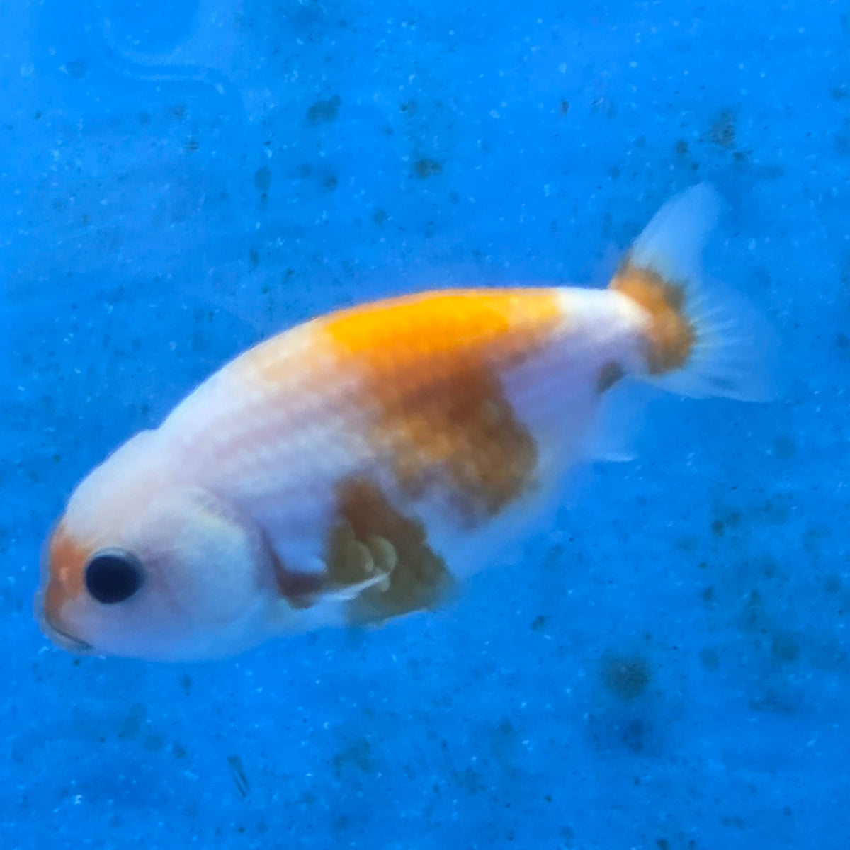 Thai Ranchu Calico Tiger 2.00" Body (FEB-880)R2B06