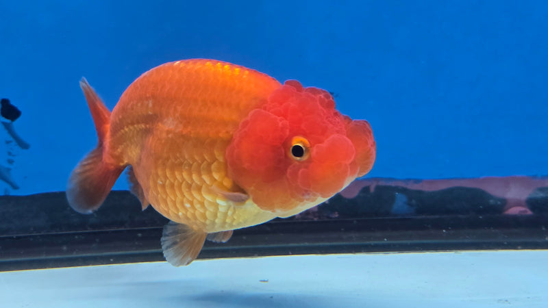 Thai Red/White Lionchu Ranchu 2.75 inch Body Male (NNN-2083)R4C07
