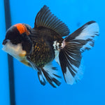 Thai Oranda Red Cap Panda Color 3 in Body Male (FEB-534)R3A03