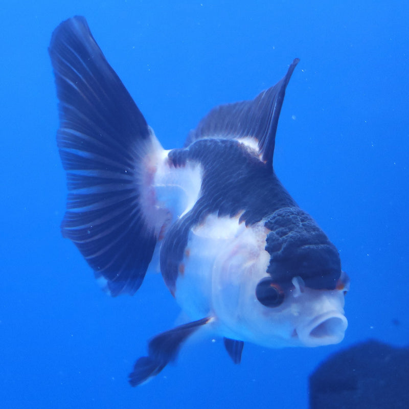 Thai Oranda Panda 2.5” Female (FEB-366)R3B20