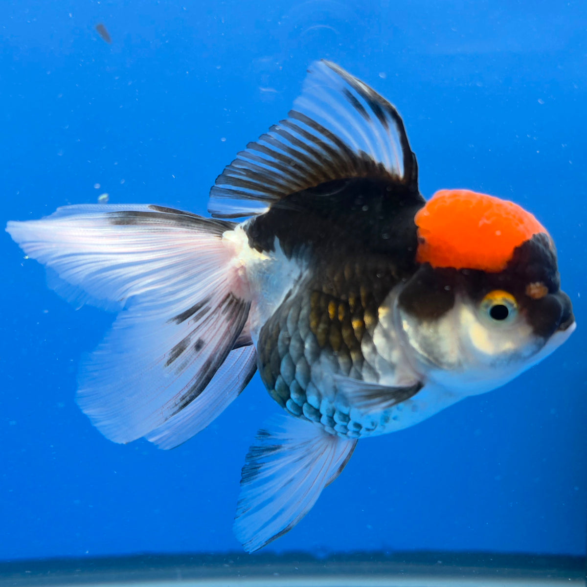 Thai Oranda Red Cap Panda 3.5" Body Female (FEB-883)R2B08