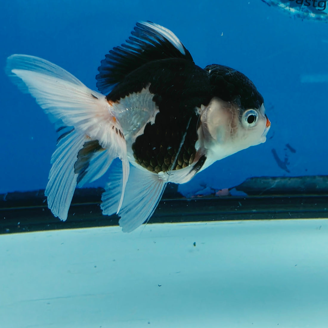 Thai Oranda Tri Color Short body breed 2.5" Body Female 6mths(FEB-560)R3B22
