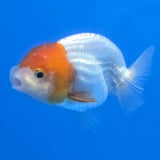 Thai Ranch Red and White 2.50" Body Female (FEB-809)R2B05