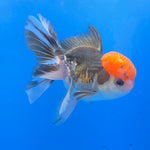 Thai Oranda Tri-Color 3.5” Female(FEB-719)R1B07