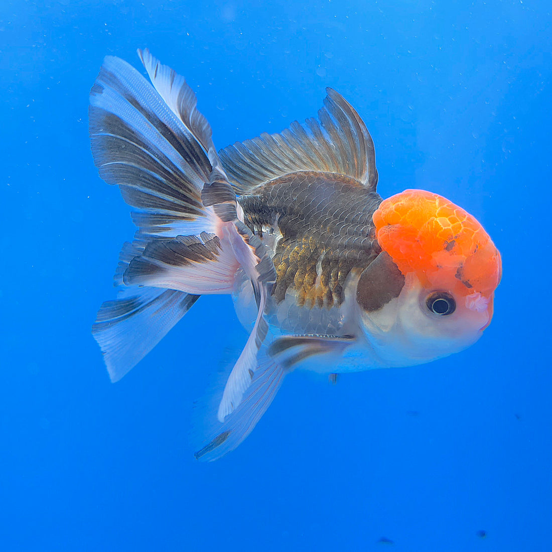 Thai Oranda Tri-Color 3.5” Female(FEB-719)R1B07