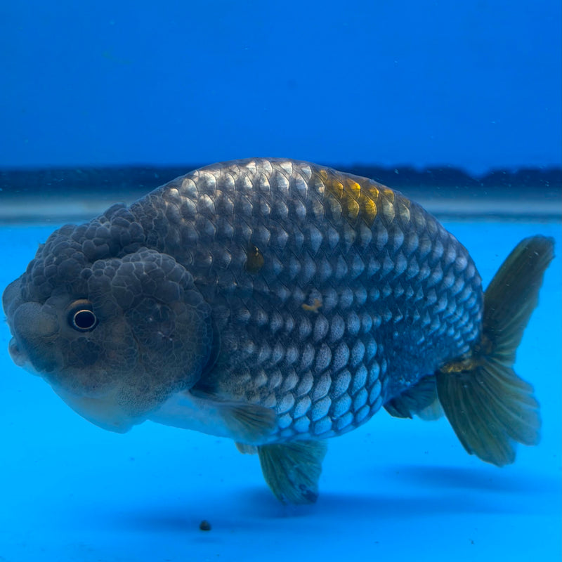 Thai Granite Ranchu 4” Body Female(FEB-407) BLUETUBD