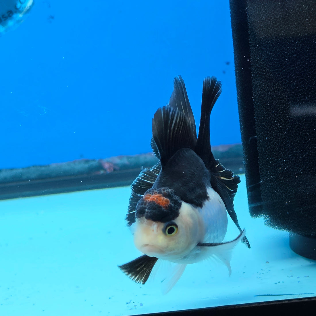 Thai Oranda Panda Tancho Color 2.5 in Body Male (FEB-532)R3A06