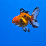 Thai Oranda Apache 2.50" Body male (FEB-749)R2B01