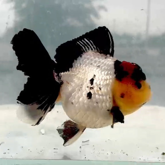 Thai Jumbo Tri Color Oranda Orchid Tail 4.50 inch Body (QGF-JO1182)