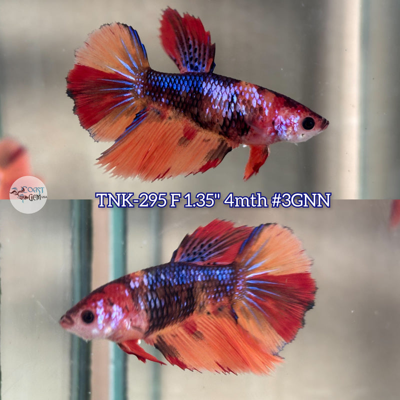 Live Female Betta Nemo Galaxy Halfmoon (TNK-295) High quality what you see what you get!!