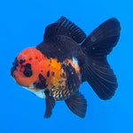 Thai Oranda Jumbo Breed Apache 3.5" Body Female (FEB-605)R1B11