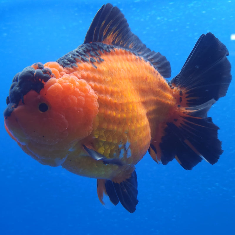 Thai Jumbo Oranda Apache 5in Female (FEB-225)BLUETUB1