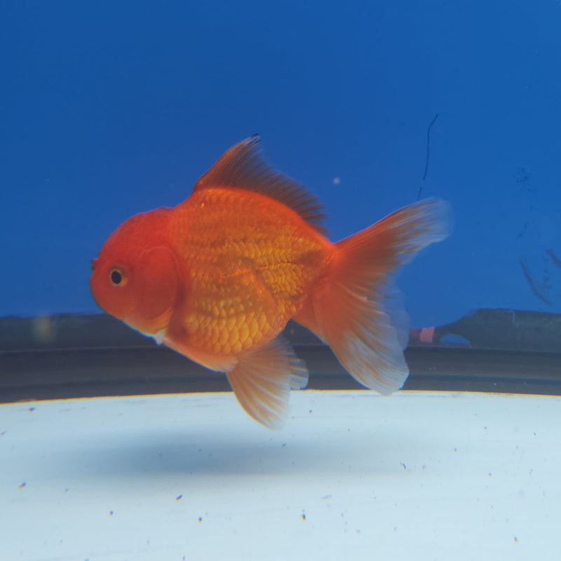 Thai Oranda Super Red 2.5” Male (FEB-262)R3B18