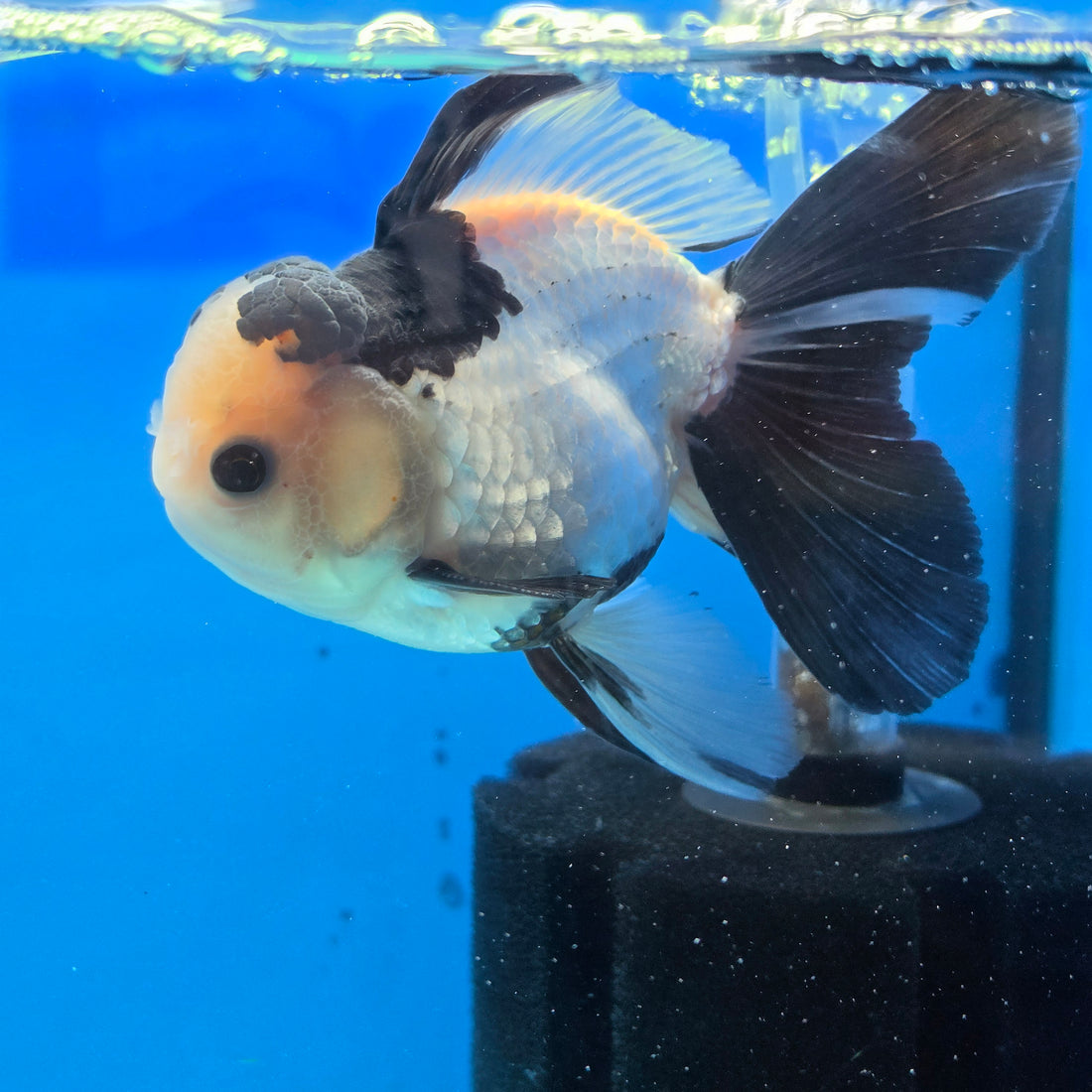 Thai Oranda Panda 4" Body male 9mths(FEB-570)R3A01