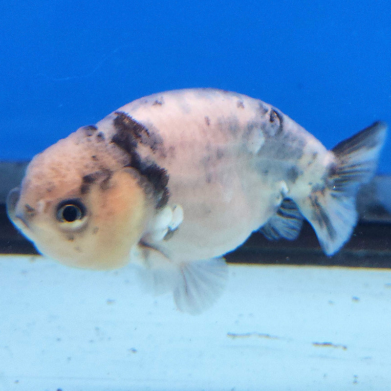 Thai Ranchu White Tiger 2.5in Female (FEB-343)R3A14