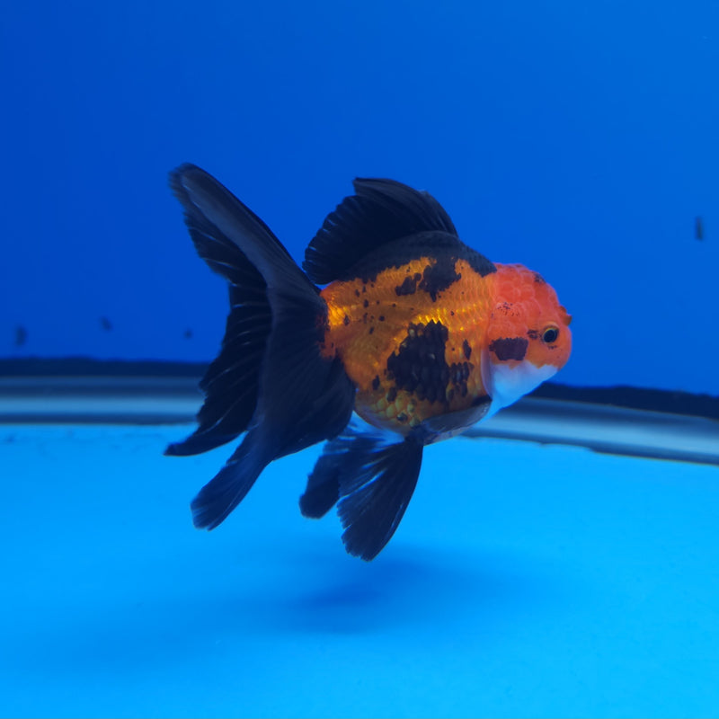 Thai Oranda Apache 2.5” Female (FEB-247)R3B04