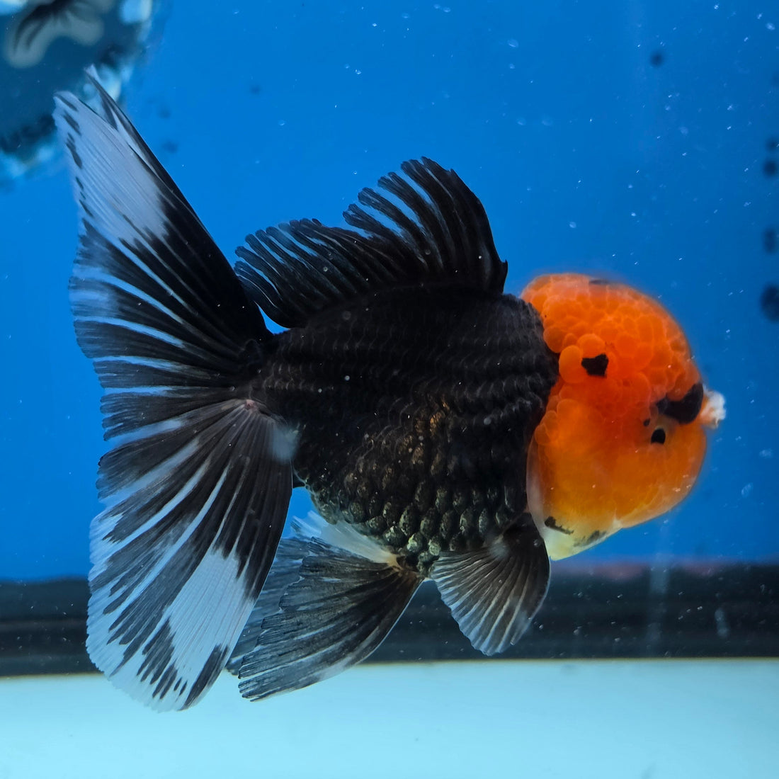 Thai Oranda Red Cap Black 3.5” Female(FEB-727)R1B07