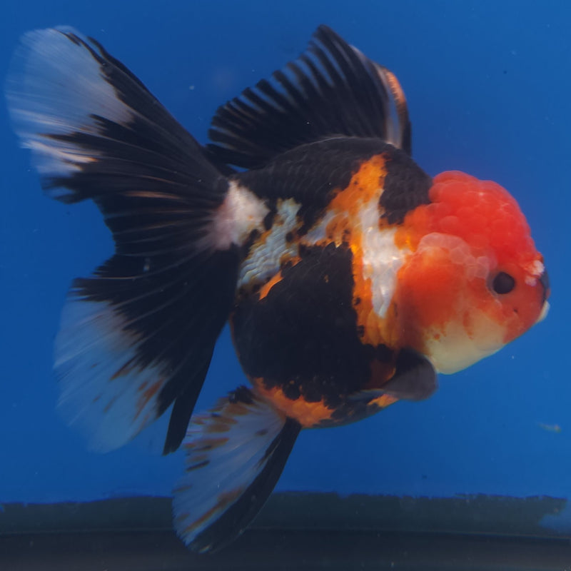 Thai Jumbo Oranda Tri-Color 5in Female (FEB-216)BLUETUB2