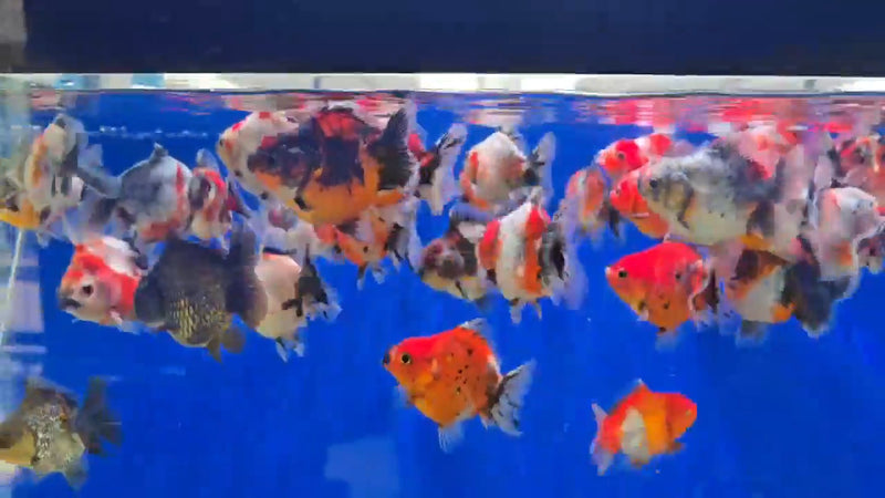 Our Choice Shogun Godzilla Yuanbao Oranda 2.50 inch Body A+ Grade (CGF)