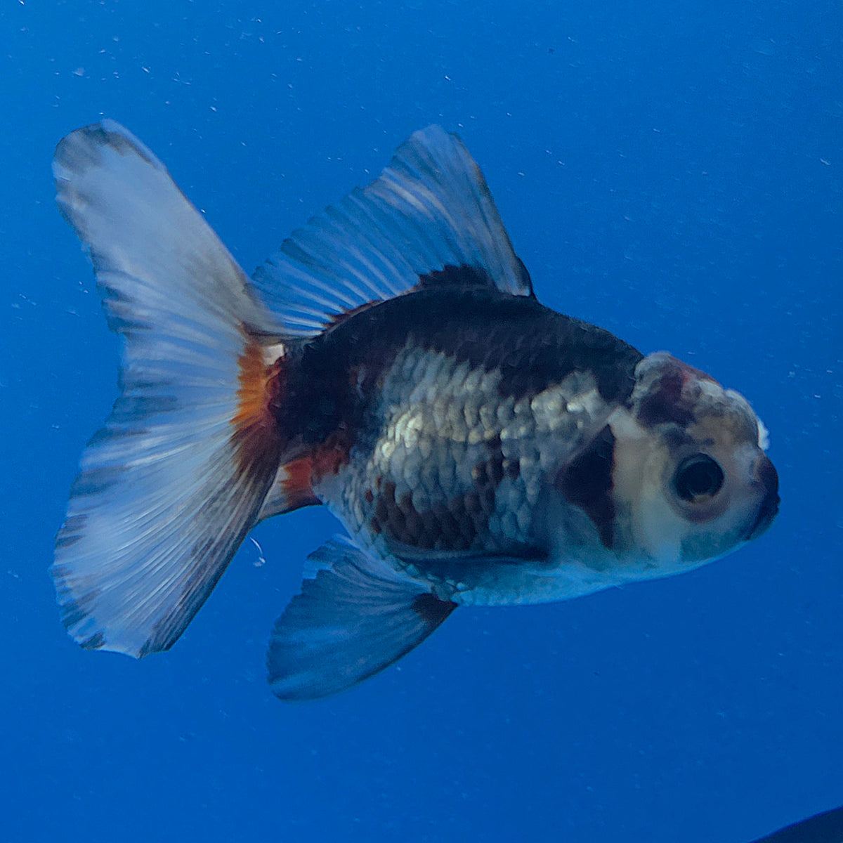Thai Oranda Tri-Color 3.00" Body Male (FEB-795)R1B03