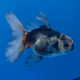 Thai Oranda Tri-Color 3.00" Body Male (FEB-795)R1B03